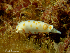 Goniobranchus tasmaniensis