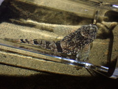 Cottus aleuticus
