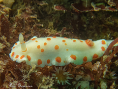 Goniobranchus tasmaniensis