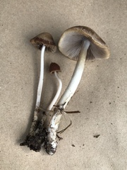 Psathyrella pseudovernalis