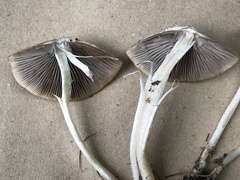 Psathyrella pseudovernalis