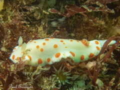 Goniobranchus tasmaniensis