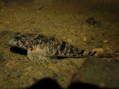 Cottus aleuticus