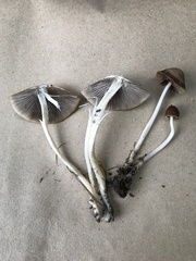 Psathyrella pseudovernalis