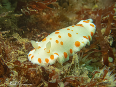 Goniobranchus tasmaniensis