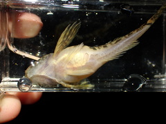 Cottus aleuticus