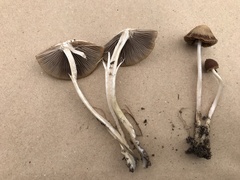 Psathyrella pseudovernalis