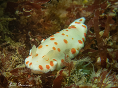 Goniobranchus tasmaniensis