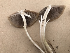 Psathyrella pseudovernalis