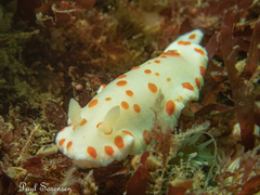 Goniobranchus tasmaniensis