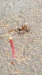 Macrotermes gilvus