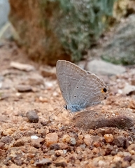 Catochrysops strabo strabo