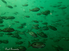 Caesioperca lepidoptera