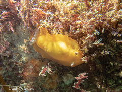 Aphelodoris