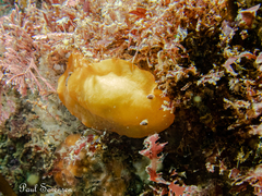 Aphelodoris
