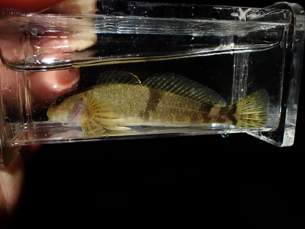 Coastrange Sculpin
