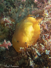 Aphelodoris