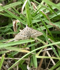 Omiodes continuatalis