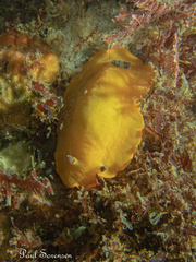 Aphelodoris