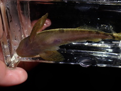 Cottus aleuticus