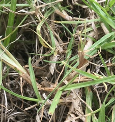 Omiodes continuatalis