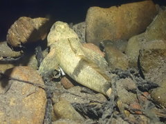 Cottus aleuticus