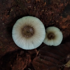 Mycena margarita