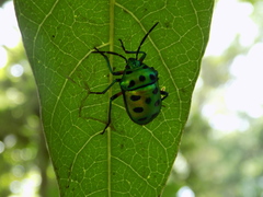 Chrysocoris