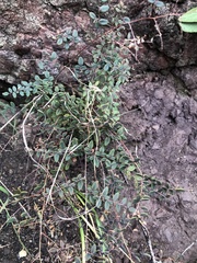Pellaea andromedifolia