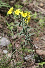 Lithospermum cobrense