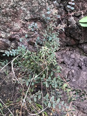 Pellaea andromedifolia