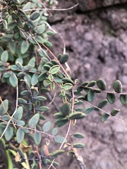 Pellaea andromedifolia