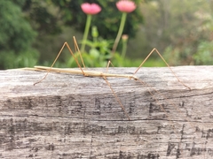 Austrosipyloidea carterus