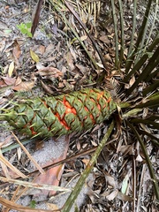Macrozamia douglasii
