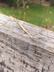 Austrosipyloidea carterus