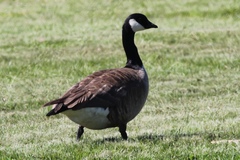 Branta hutchinsii hutchinsii
