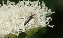 Cephaloon lepturides