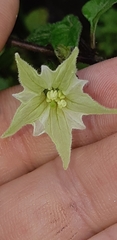 Jaltomata viridiflora