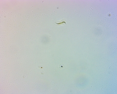 Monoraphidium contortum