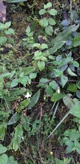 Jaltomata viridiflora