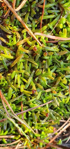 Abrotanella fertilis (Abrotanella fertilis)