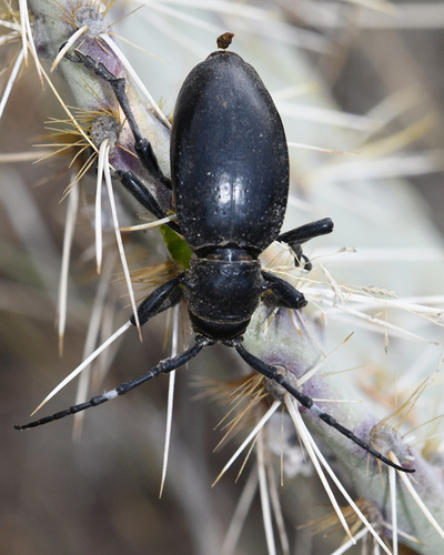 Giant Cactus Longhorn Beetle photo 2
