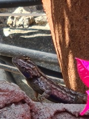 Sceloporus occidentalis
