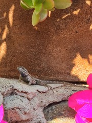 Sceloporus occidentalis