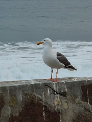 Larus occidentalis