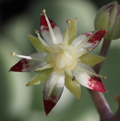 Sedum allantoides