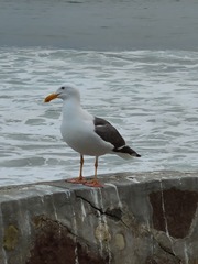Larus occidentalis
