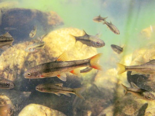Fiery redfin (Pseudobarbus phlegethon) — Cyprinidae