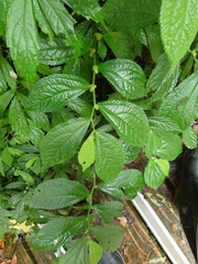 Elatostema rivulare