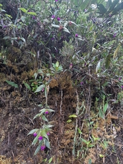 Elleanthus aurantiacus